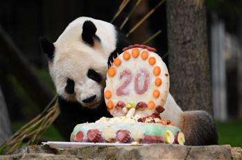 旅美大熊猫“添添”庆祝20岁生日